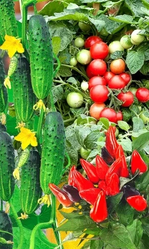 Семена Набор Новогодний Урожай 25 шт (УД) Е/П Б/Ф