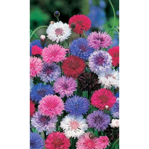 Семена Цветы Василек низкорослый Конфетти (УД) ЕП_2