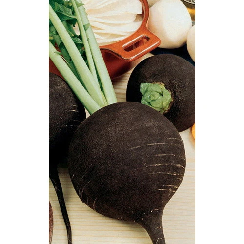 Семена Редька Ночка 1гр (УД) Е/П