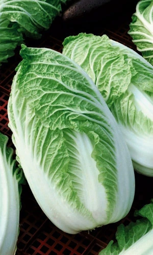 Семена Капуста пекинская Любаша 0,25гр (УД) Е/П