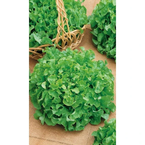 Семена Салат Витаминный 0,3гр (Марс) Б/П