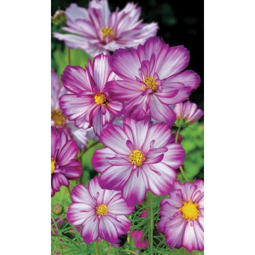 Семена Космея Карусель 0,2гр (УД) Е/П