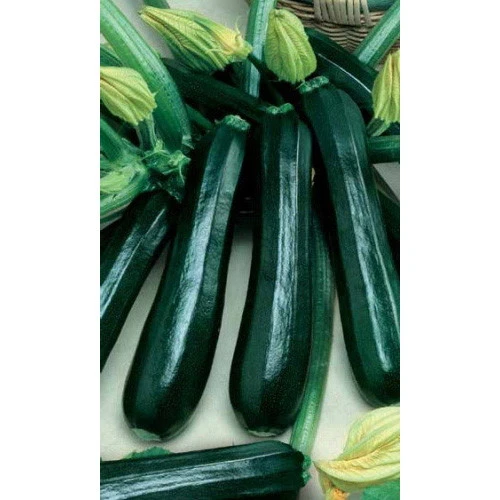 Семена Кабачок Черный Красавец - цуккини 2гр Б/П (Марс) 