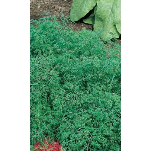 Семена Укроп Обильнолистный 2гр (Марс) Б/П