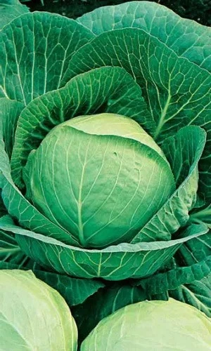 Семена Капуста белокочанная Слава 1305 0,25 гр (УД) Е/П +50% БЕСПЛАТНО