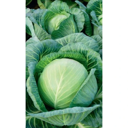 Семена Капуста белокочанная Коломенская 0,3гр (УД) Е/П