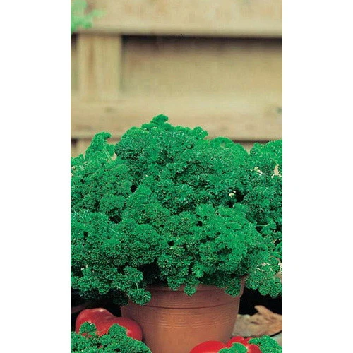 Семена Петрушка Хлопец Кучерявый - кудрявая 2гр (УД) Е/П