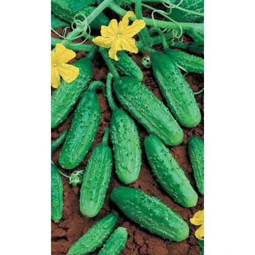 Семена Огурец Родничок F1 10шт (УД) Е/П